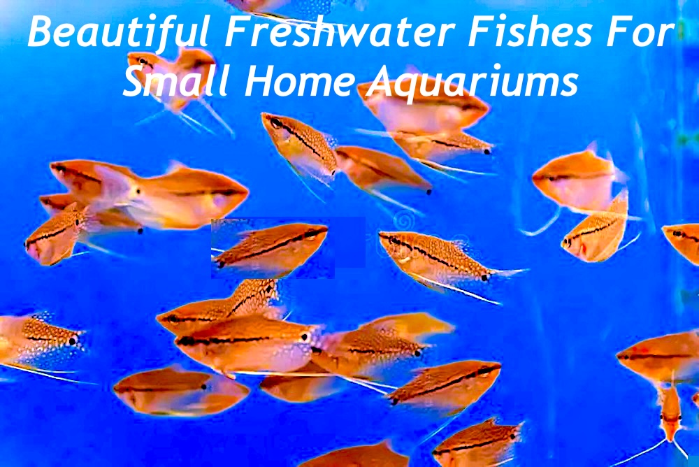 Beautiful Freshwater Fishes For Small Home Aquariums